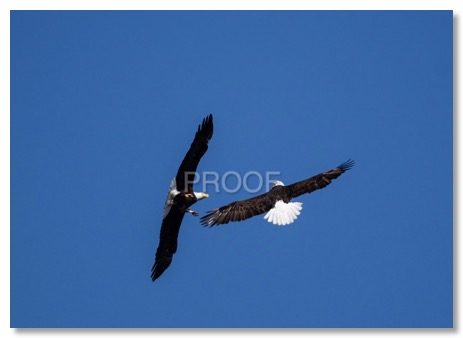 eagles soaring_5224