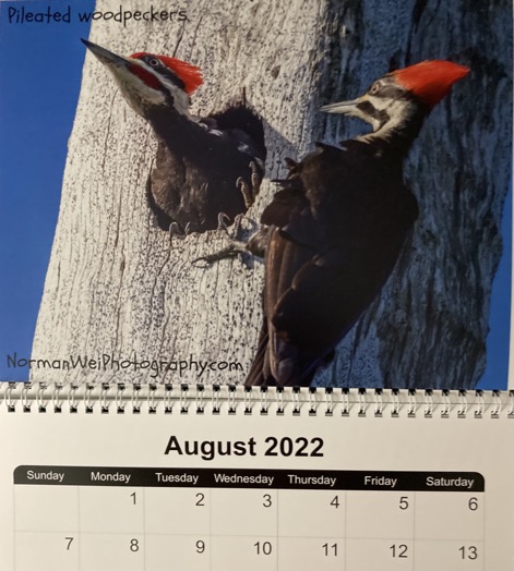 plleated woodpeckers