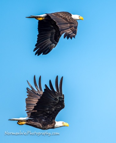 two eagles_8290-2_01