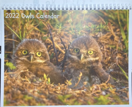 burrowing owls calendar