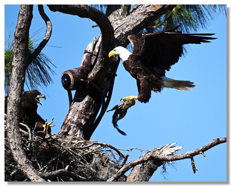 DSC_2848-DeNoiseAI-clear-1