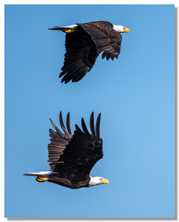 two eagles_8290_01-1