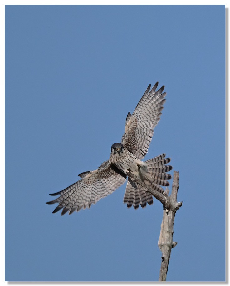 DSC_9637-DeNoiseAI-clear