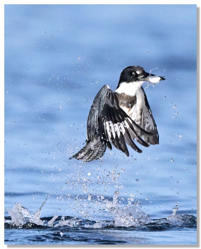 DSC_9913-DeNoiseAI-clear