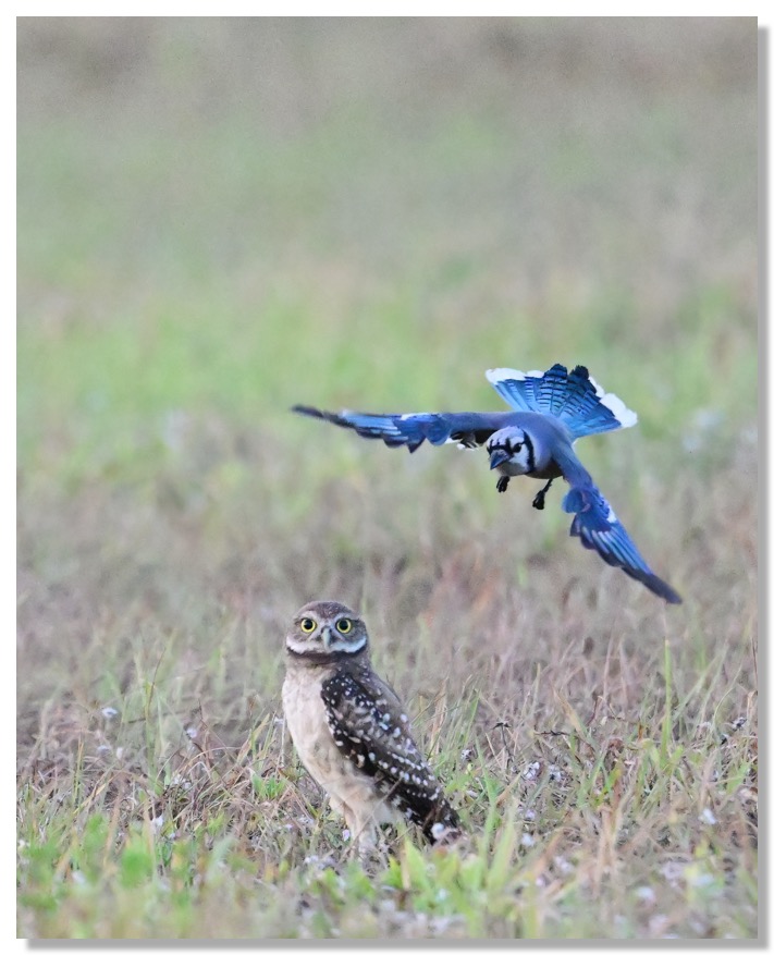 DSC_4925-DeNoiseAI-low-light