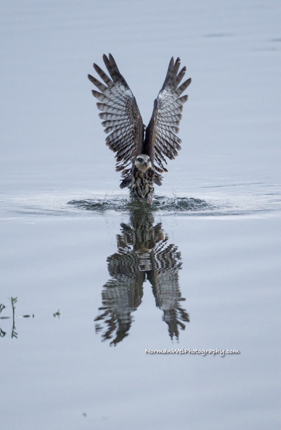 DSC_5679-snail kite