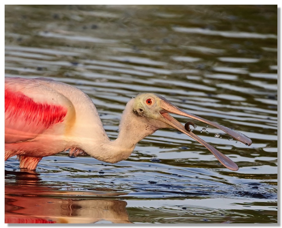 DSC_0259-DeNoiseAI-clear