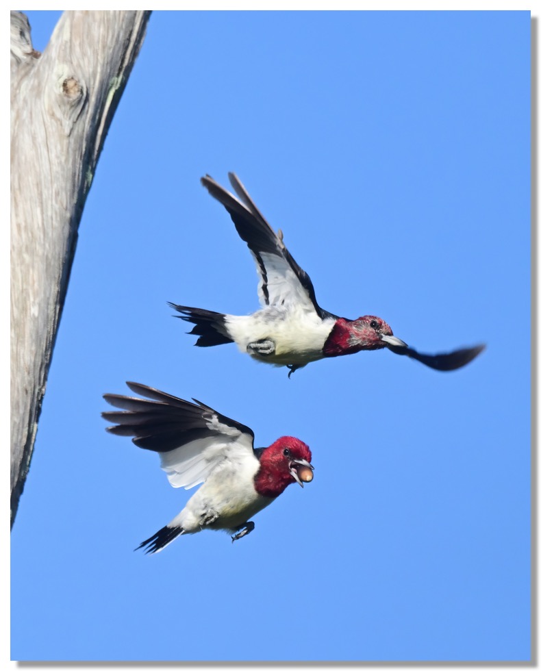 DSC_3629-DeNoiseAI-clear (1)